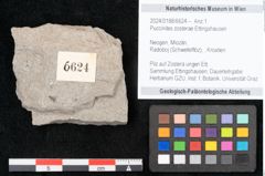 Foto (Objekt + Etikett) von Puccinites zosterae Ettingshausen (NHMW-GEO-2024-0188-6624)